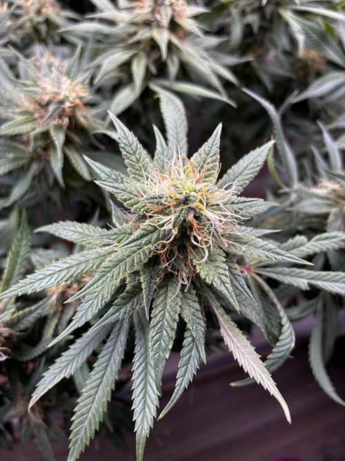 Milky way f1 hybrid auto but not auto xD. Week 6
