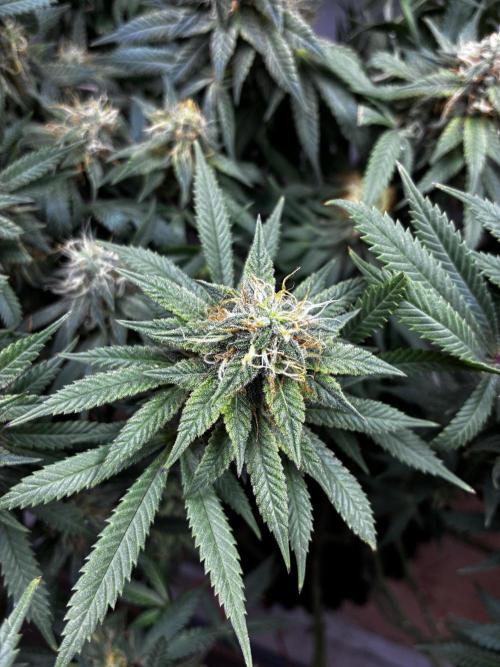 Milky way f1 hybrid auto but not auto xD. Week 6