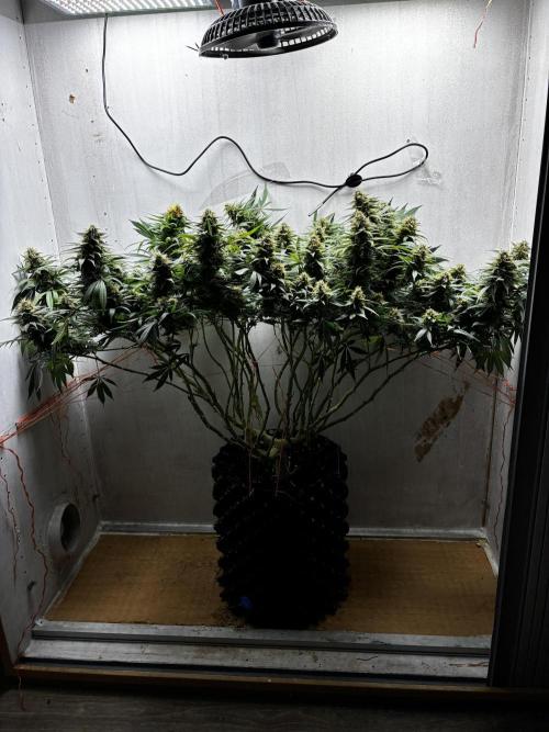 Milky way f1 hybrid auto but not auto xD. Week 6