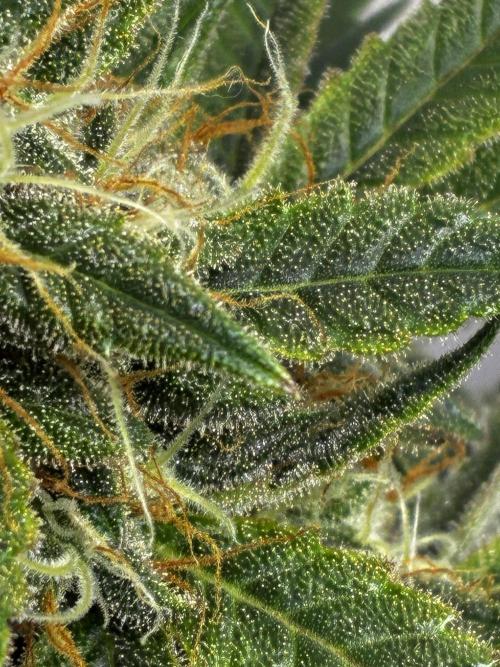 Milky way f1 hybrid auto but not auto xD. Week 6