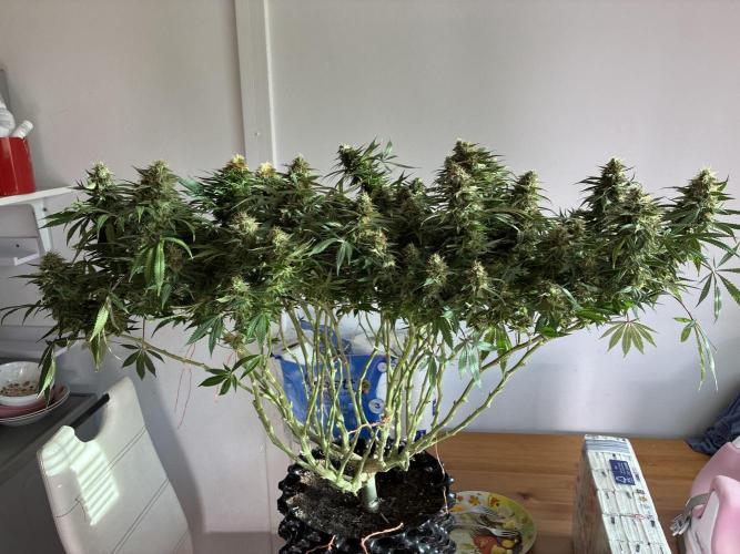 Milky way f1 hybrid auto but not auto xD. Week 7