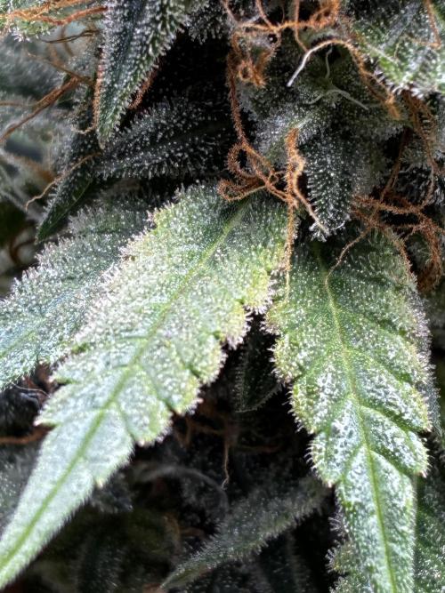 Milky way f1 hybrid auto but not auto xD. Week 7