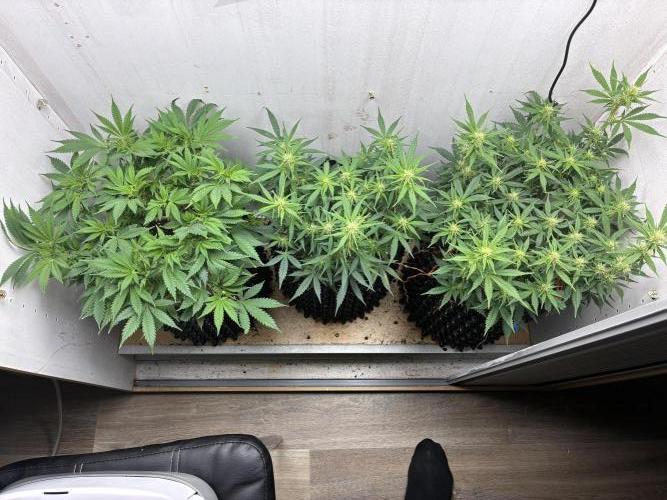 Wedding cake auto+milkywayf1 hybrid auto. Week 6 - 2 blooming wedding cakes and one milkyway f1 hybrid 