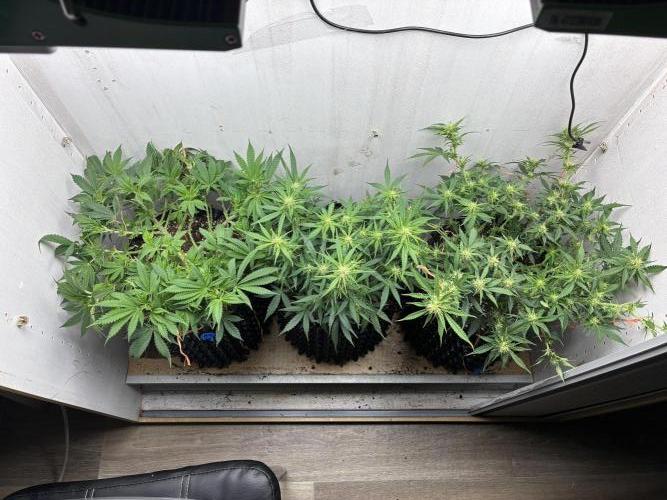 Wedding cake auto+milkywayf1 hybrid auto. Week 6 - And little lst, middle one is pure grow plants ,without lst and topping