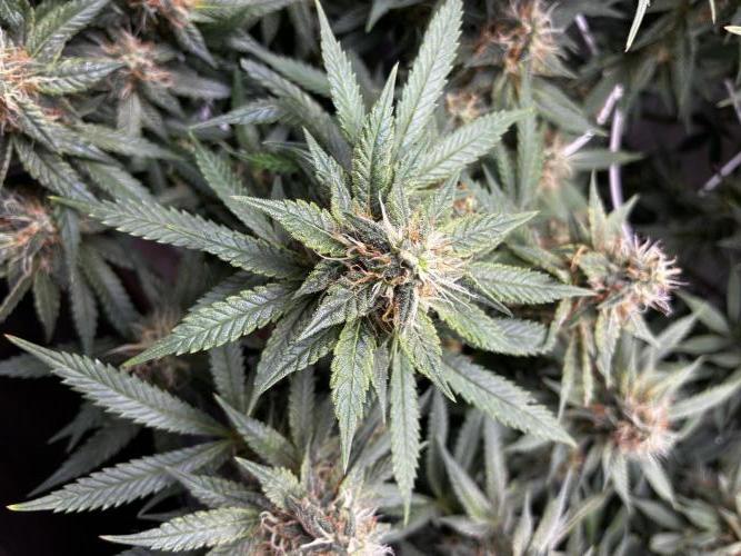 Milky way f1 hybrid auto but not auto xD. Week 6