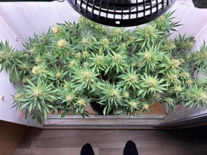 Milky way f1 hybrid auto but not auto xD. Week 6