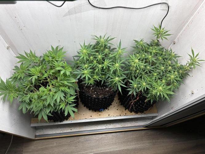 Wedding cake auto+milkywayf1 hybrid auto. Week 5