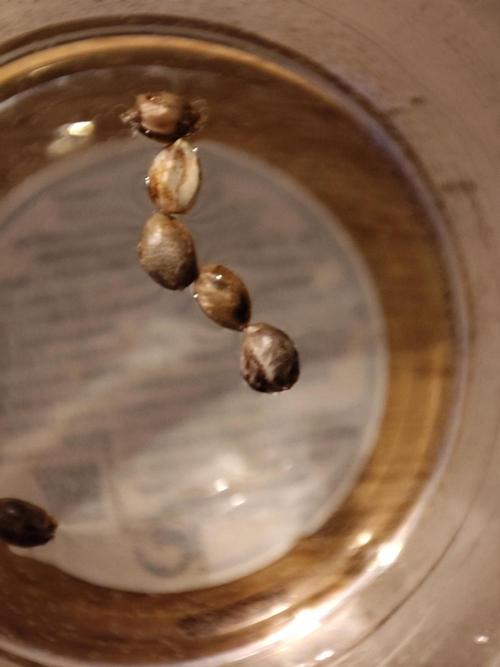 Barney's Farm going Jealousy. Week 0 - Etwas unscharf aber alle drauf 😁