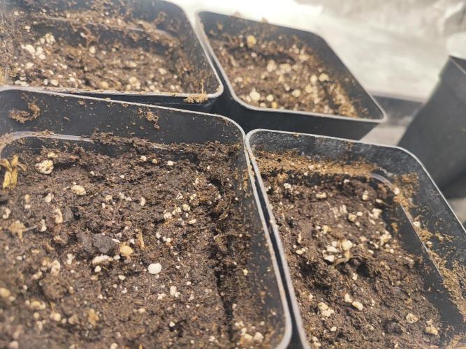 Barney's Farm going Jealousy. Week 1