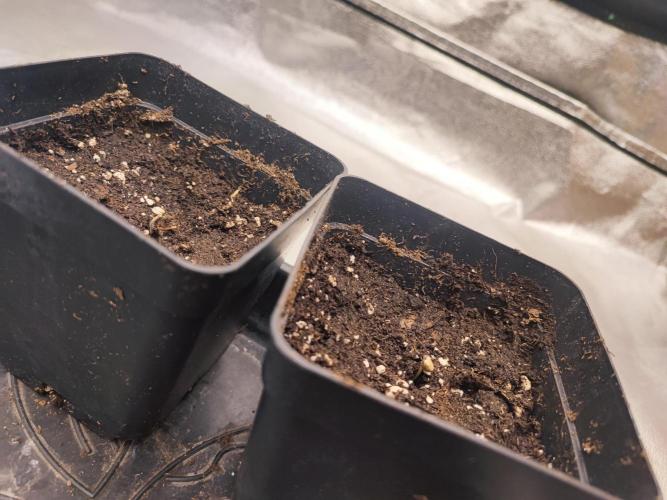 Barney's Farm going Jealousy. Week 1