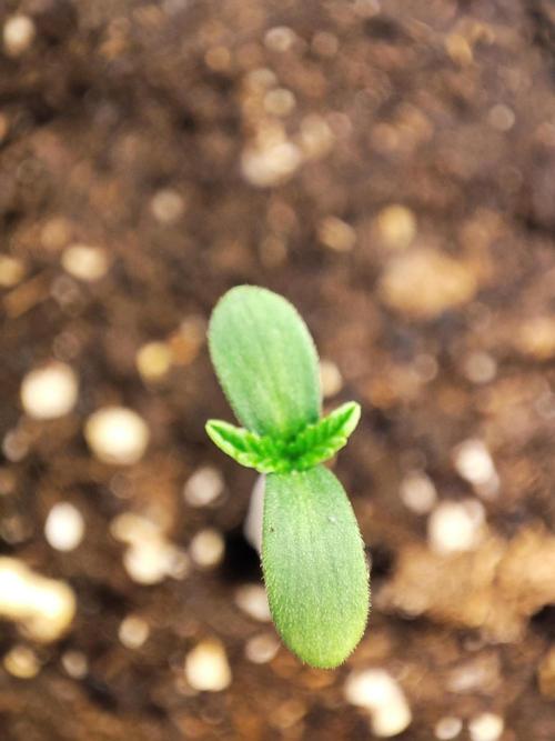 Barney's Farm going Jealousy. Week 1