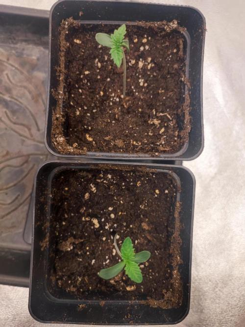 Barney's Farm going Jealousy. Week 1