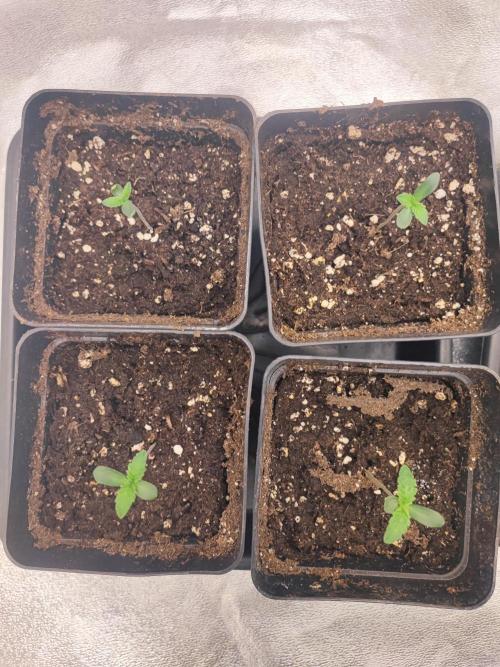 Barney's Farm going Jealousy. Week 1