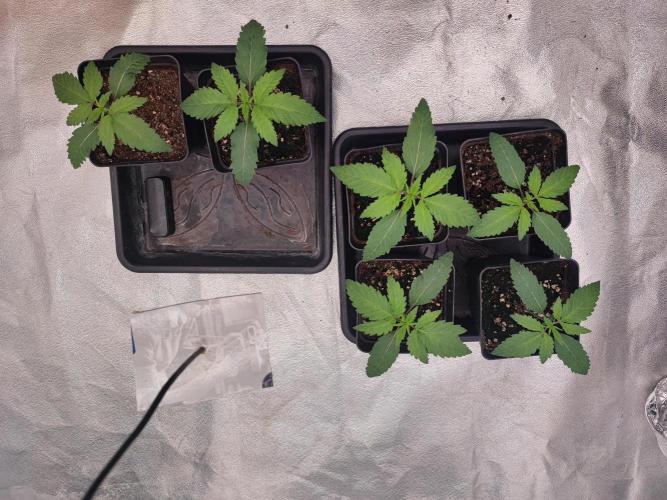 Barney's Farm going Jealousy. Week 2