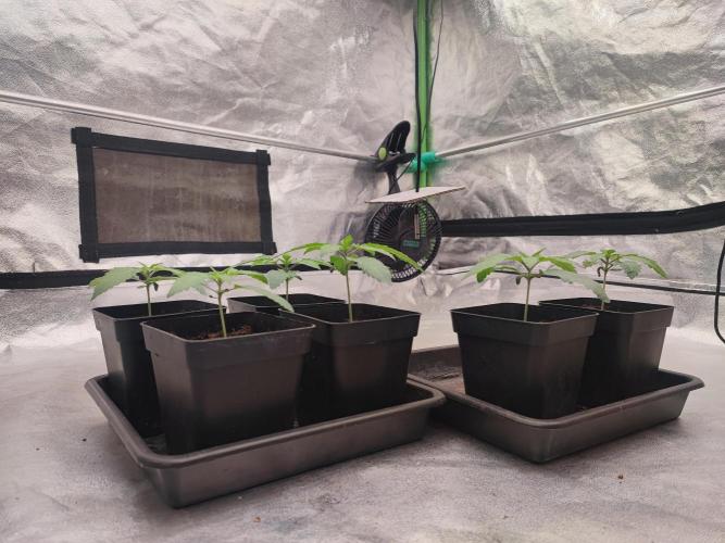 Barney's Farm going Jealousy. Week 2