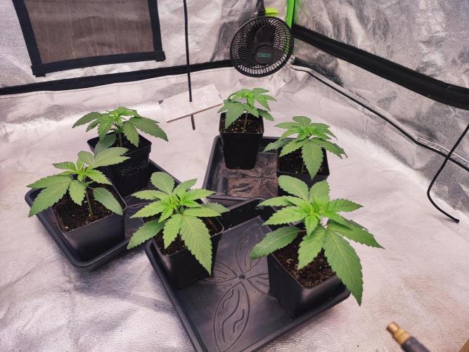 Barney's Farm going Jealousy. Week 3