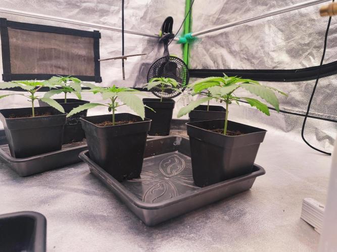 Barney's Farm going Jealousy. Week 3