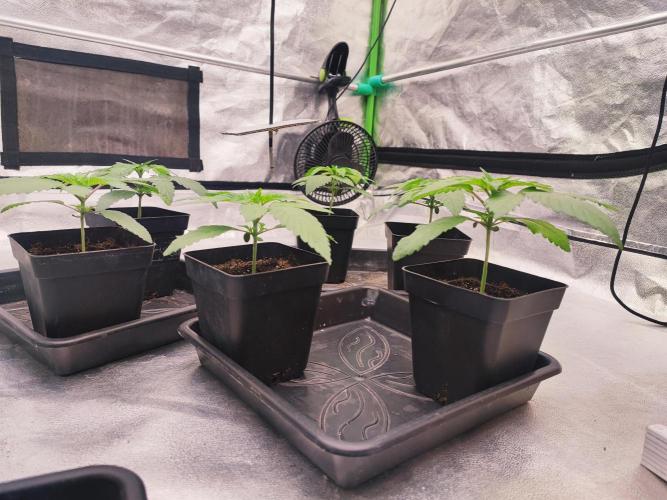 Barney's Farm going Jealousy. Week 3