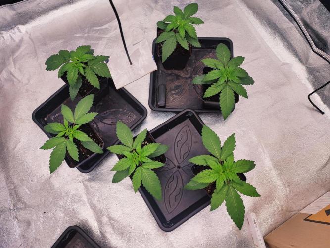 Barney's Farm going Jealousy. Week 3