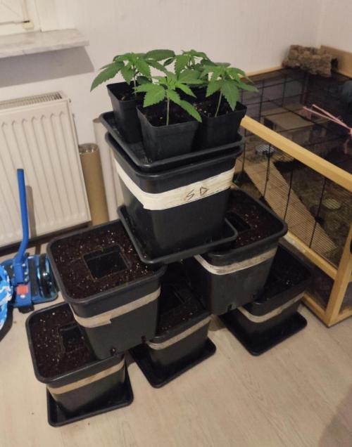 Barney's Farm going Jealousy. Week 3