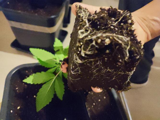 Barney's Farm going Jealousy. Week 3