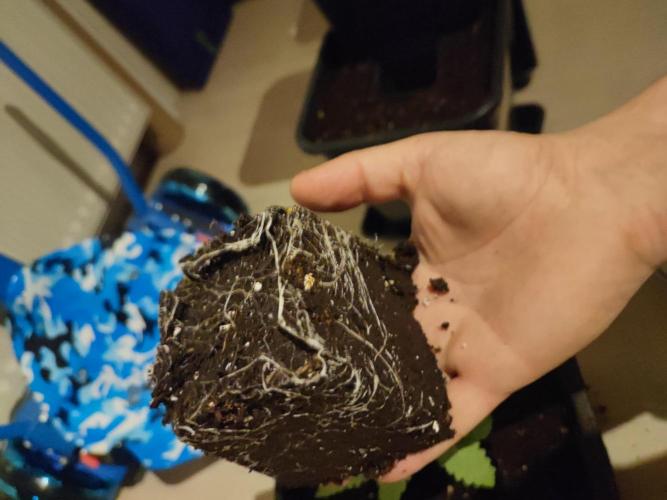 Barney's Farm going Jealousy. Week 3