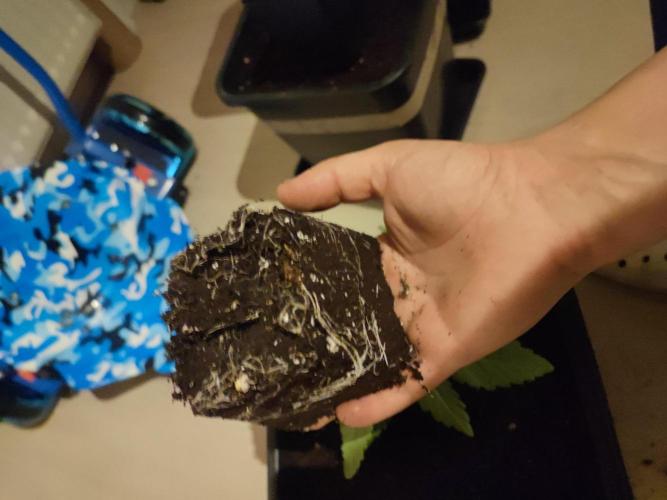 Barney's Farm going Jealousy. Week 3