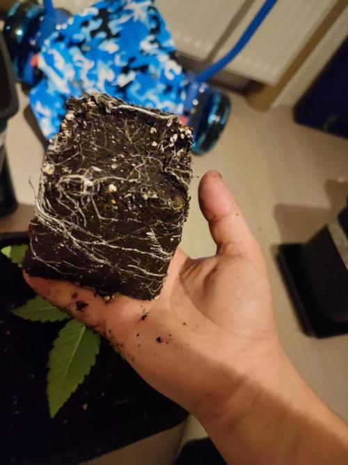 Barney's Farm going Jealousy. Week 3