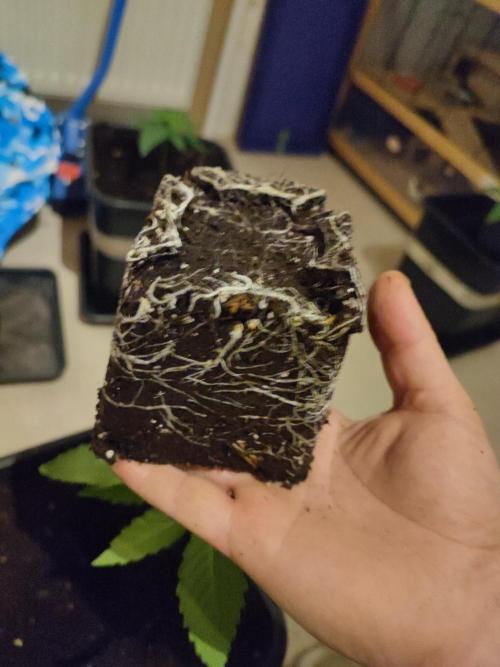 Barney's Farm going Jealousy. Week 3