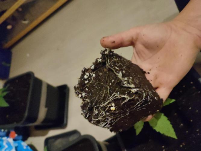 Barney's Farm going Jealousy. Week 3