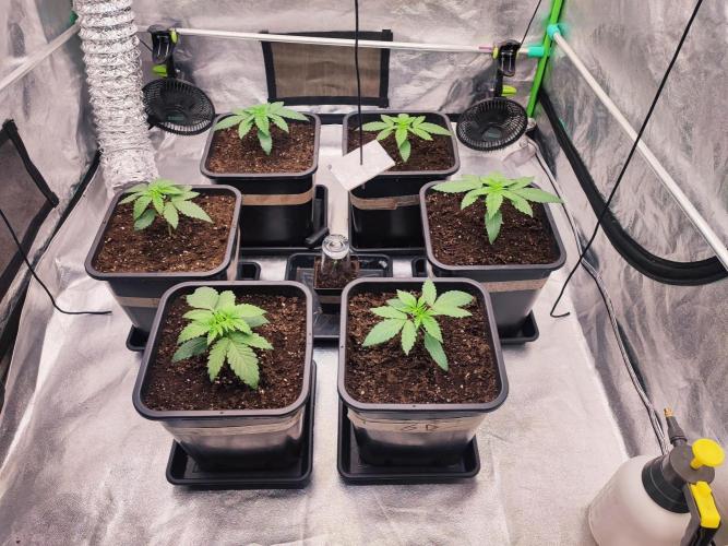 Barney's Farm going Jealousy. Week 3