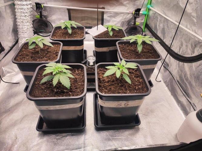 Barney's Farm going Jealousy. Week 3