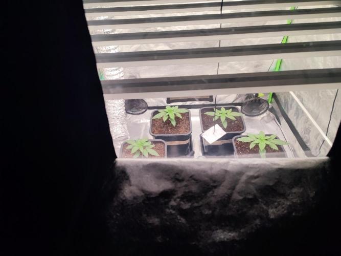 Barney's Farm going Jealousy. Week 3