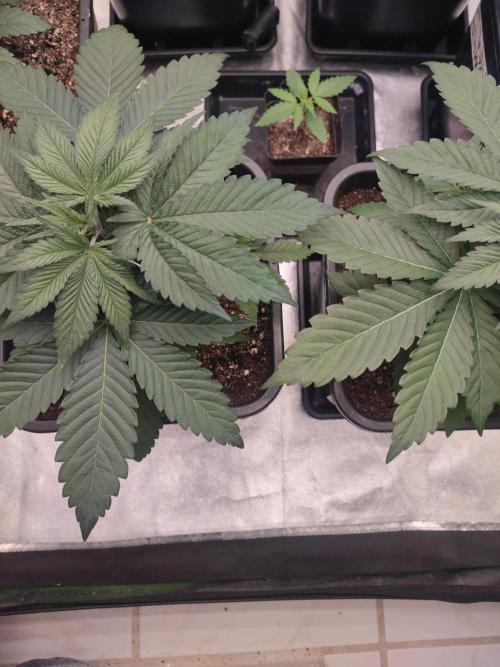 Barney's Farm going Jealousy. Week 4