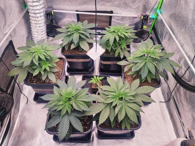 Barney's Farm going Jealousy. Week 4