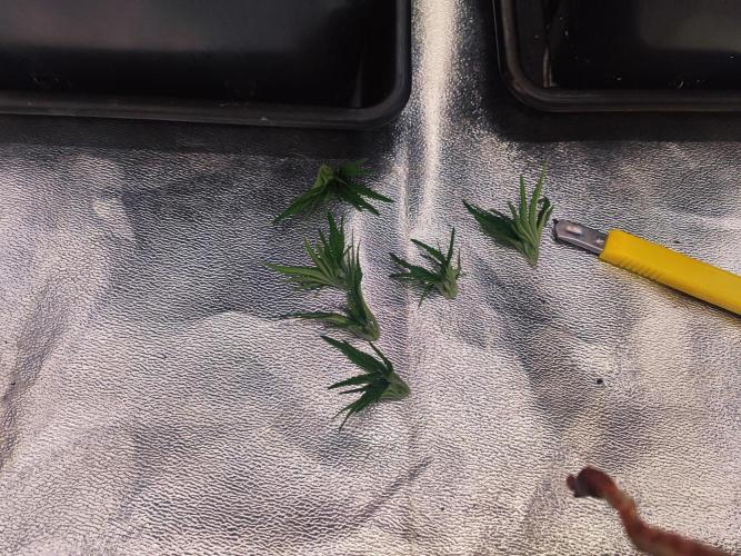 Barney's Farm going Jealousy. Week 4