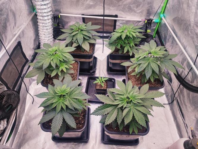Barney's Farm going Jealousy. Week 4