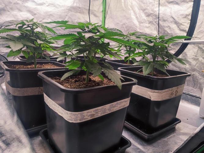 Barney's Farm going Jealousy. Week 4