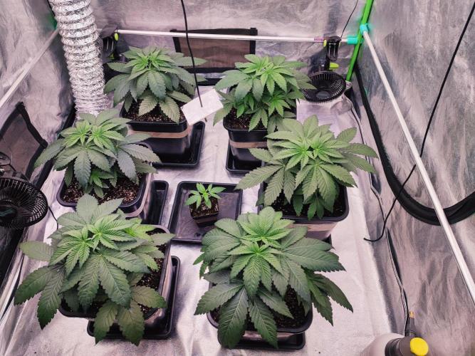 Barney's Farm going Jealousy. Week 4