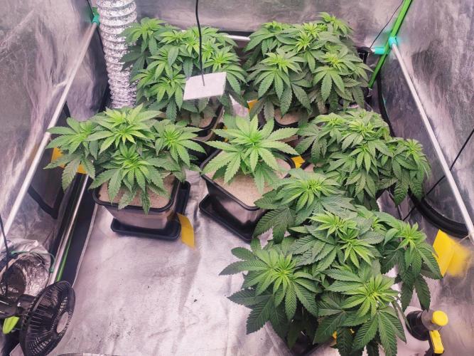 Barney's Farm going Jealousy. Week 5