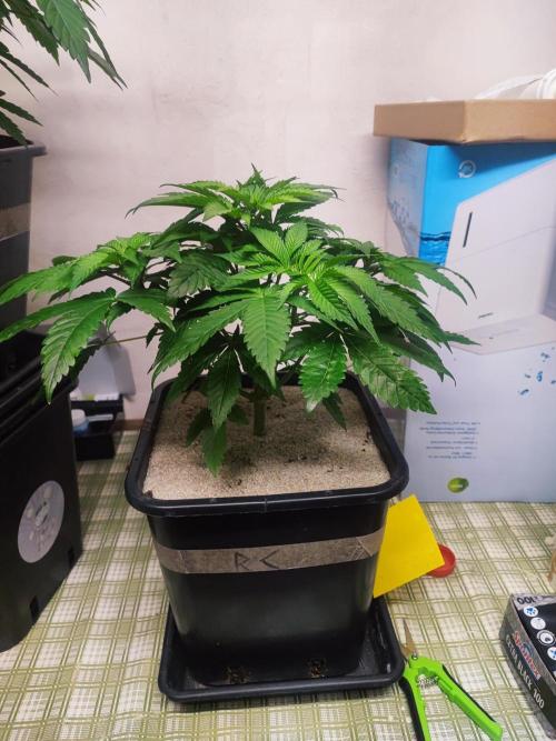 Barney's Farm going Jealousy. Week 5