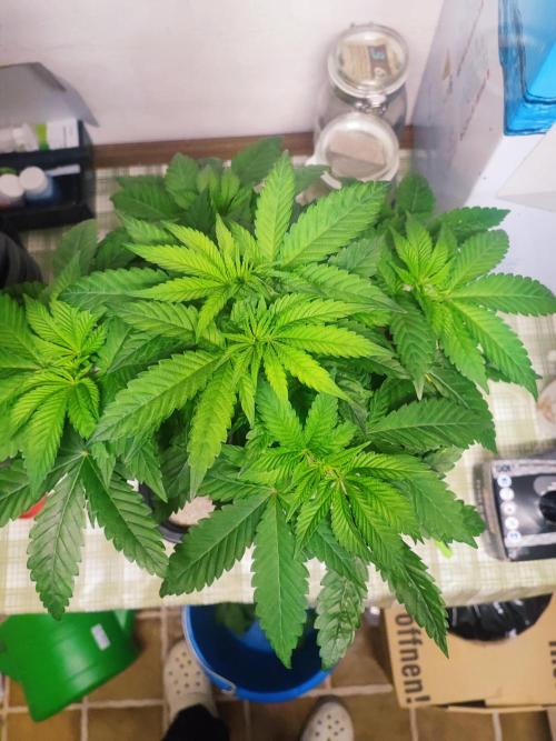 Barney's Farm going Jealousy. Week 5