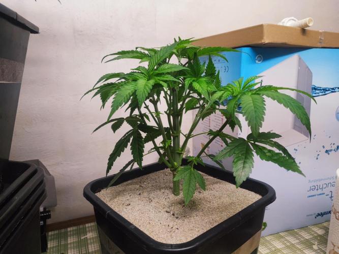 Barney's Farm going Jealousy. Week 5