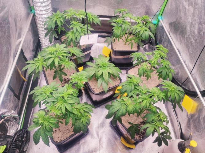 Barney's Farm going Jealousy. Week 5