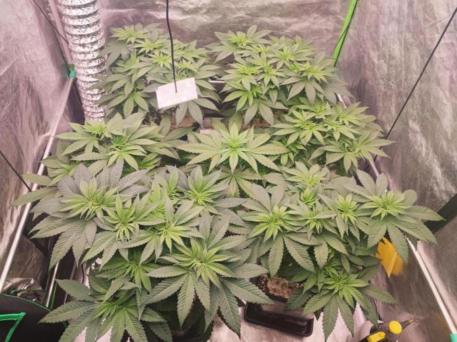 Barney's Farm going Jealousy. Week 6