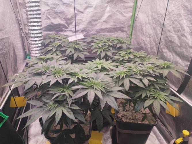Barney's Farm going Jealousy. Week 6