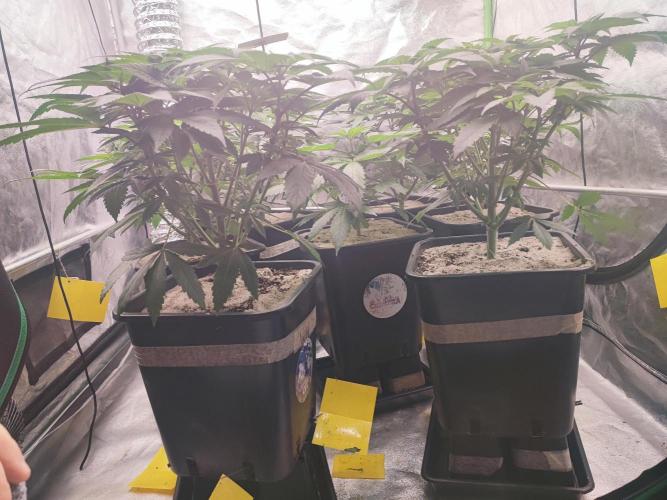 Barney's Farm going Jealousy. Week 6