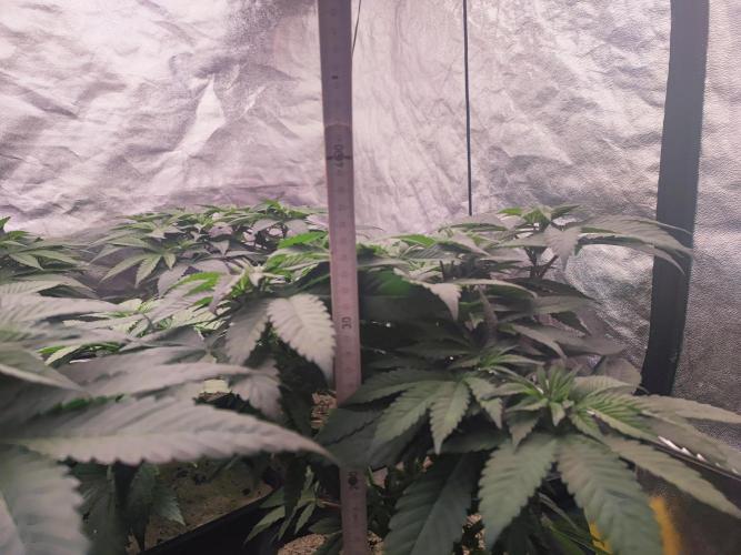 Barney's Farm going Jealousy. Week 6