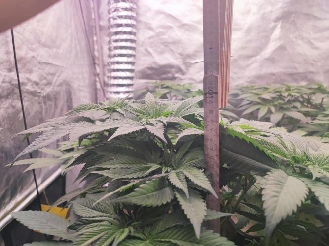 Barney's Farm going Jealousy. Week 6