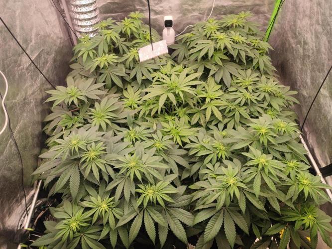 Barney's Farm going Jealousy. Week 7